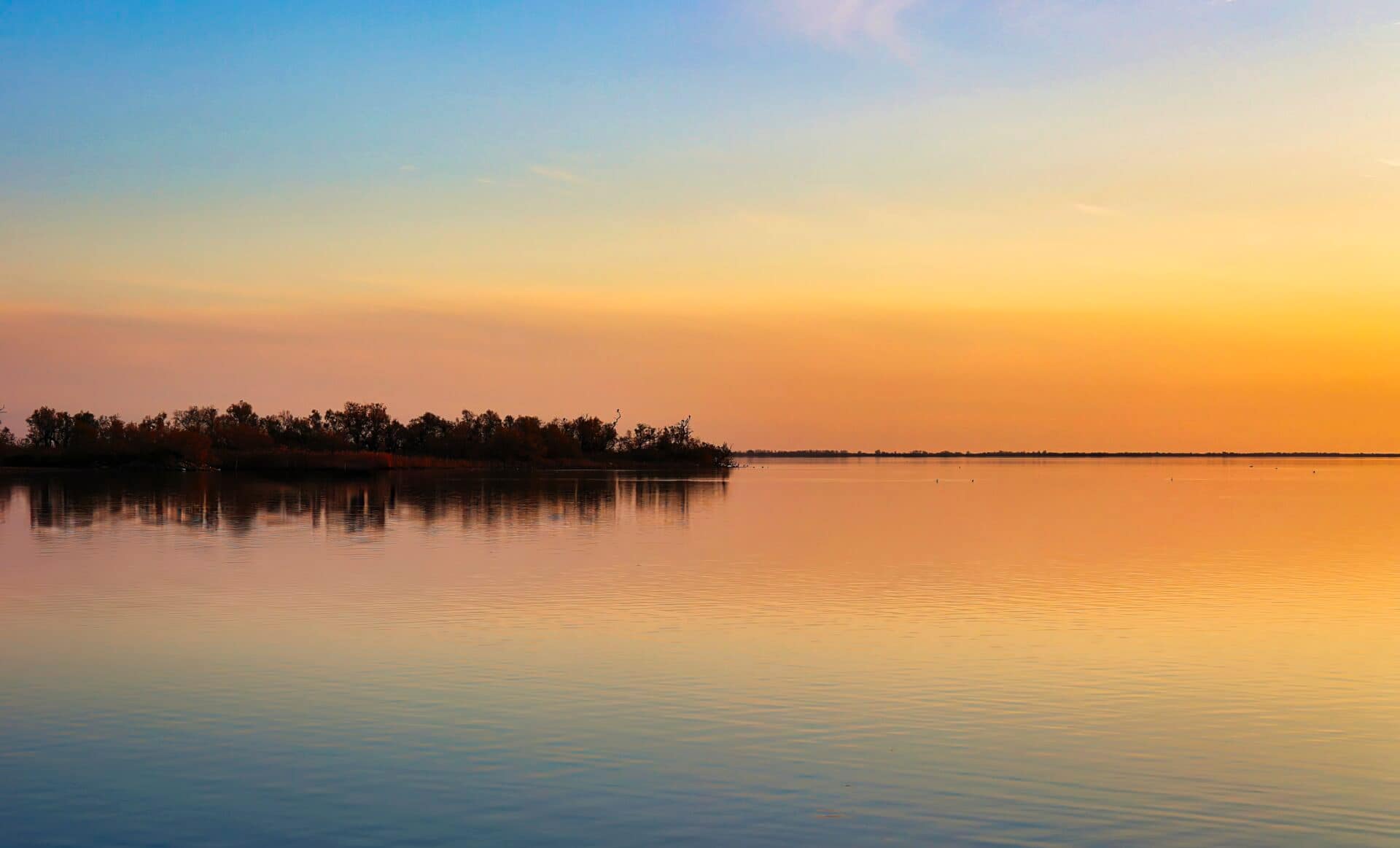Flamants de Camargue