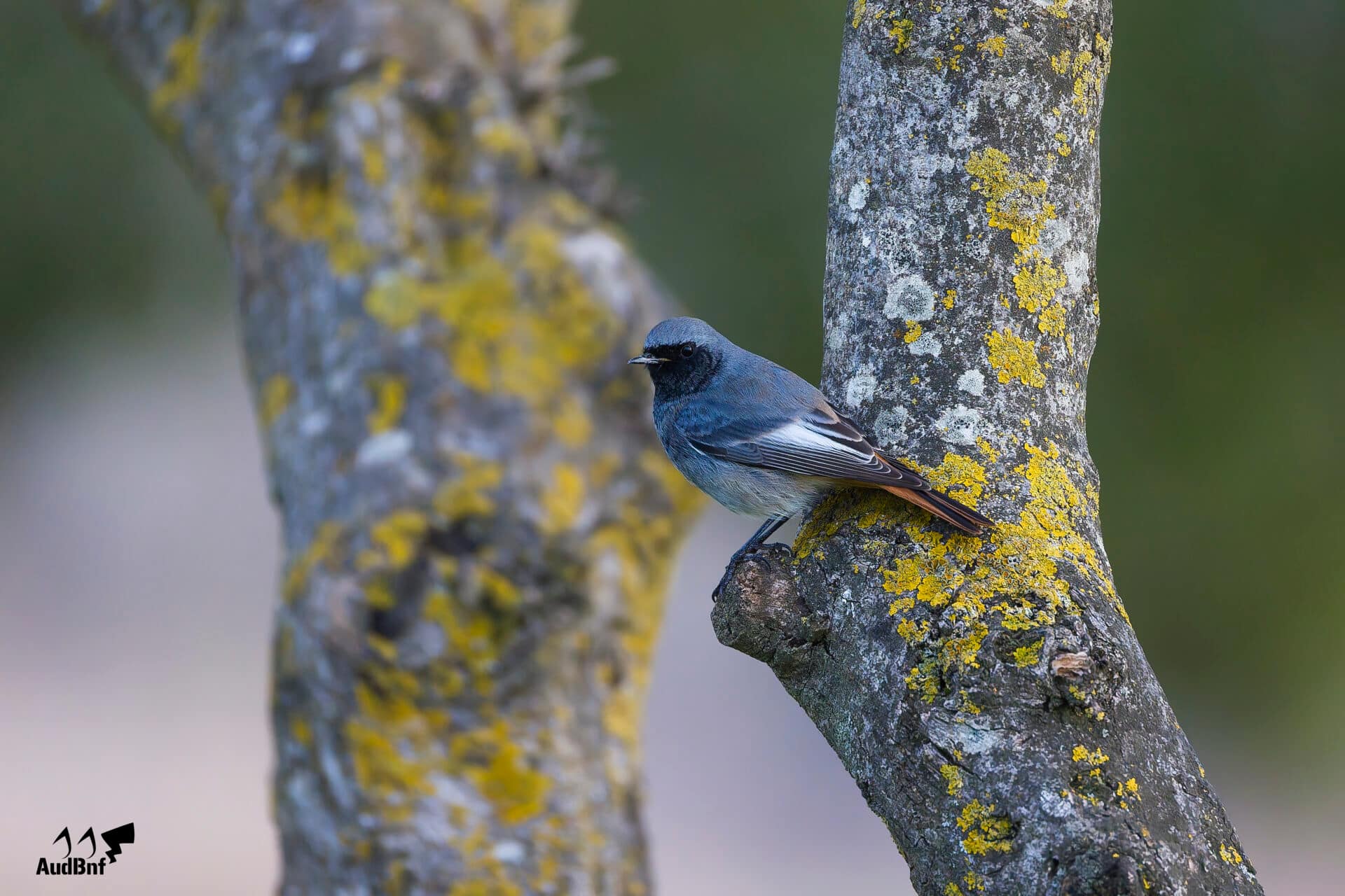 Flamants de Camargue