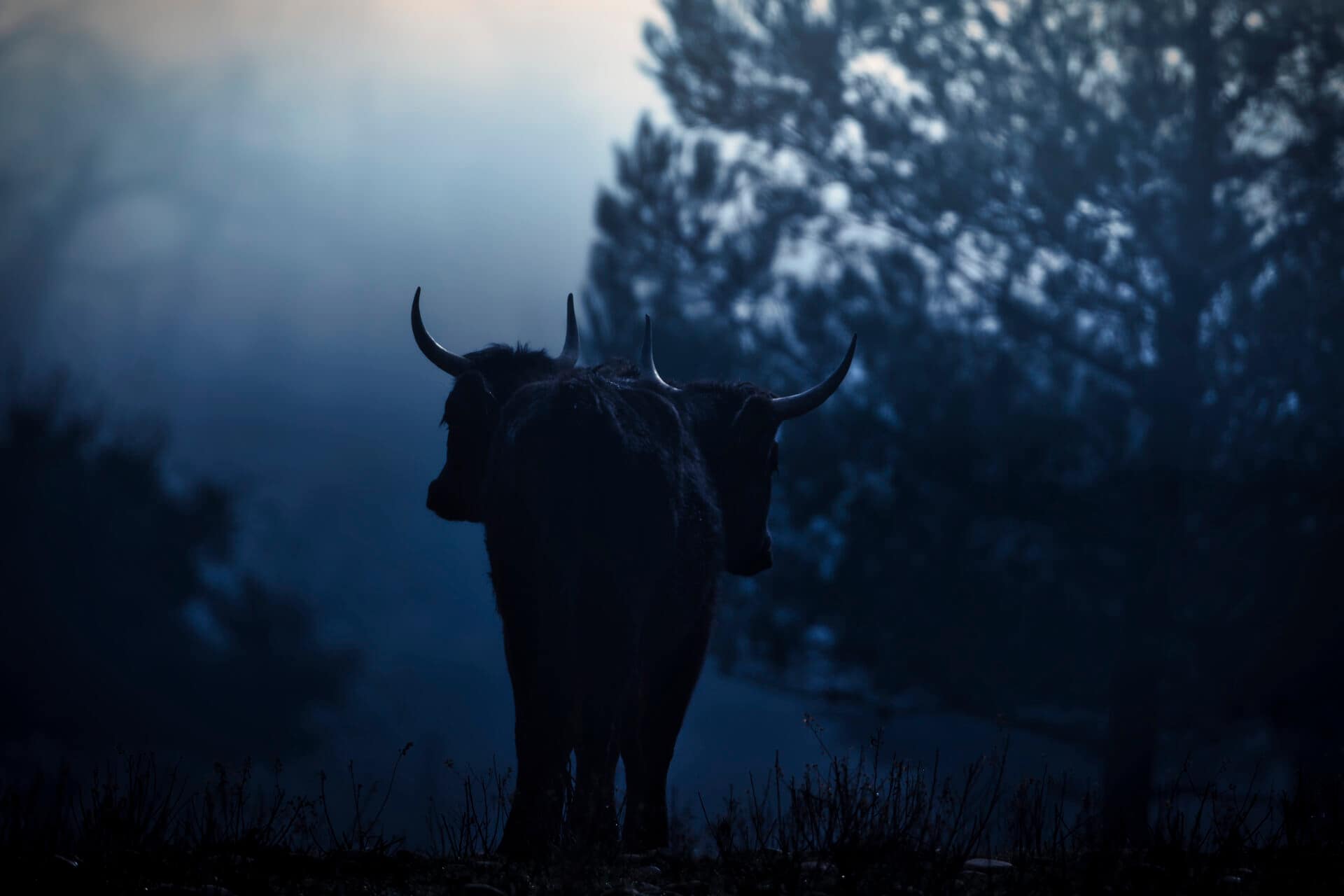 Flamants de Camargue