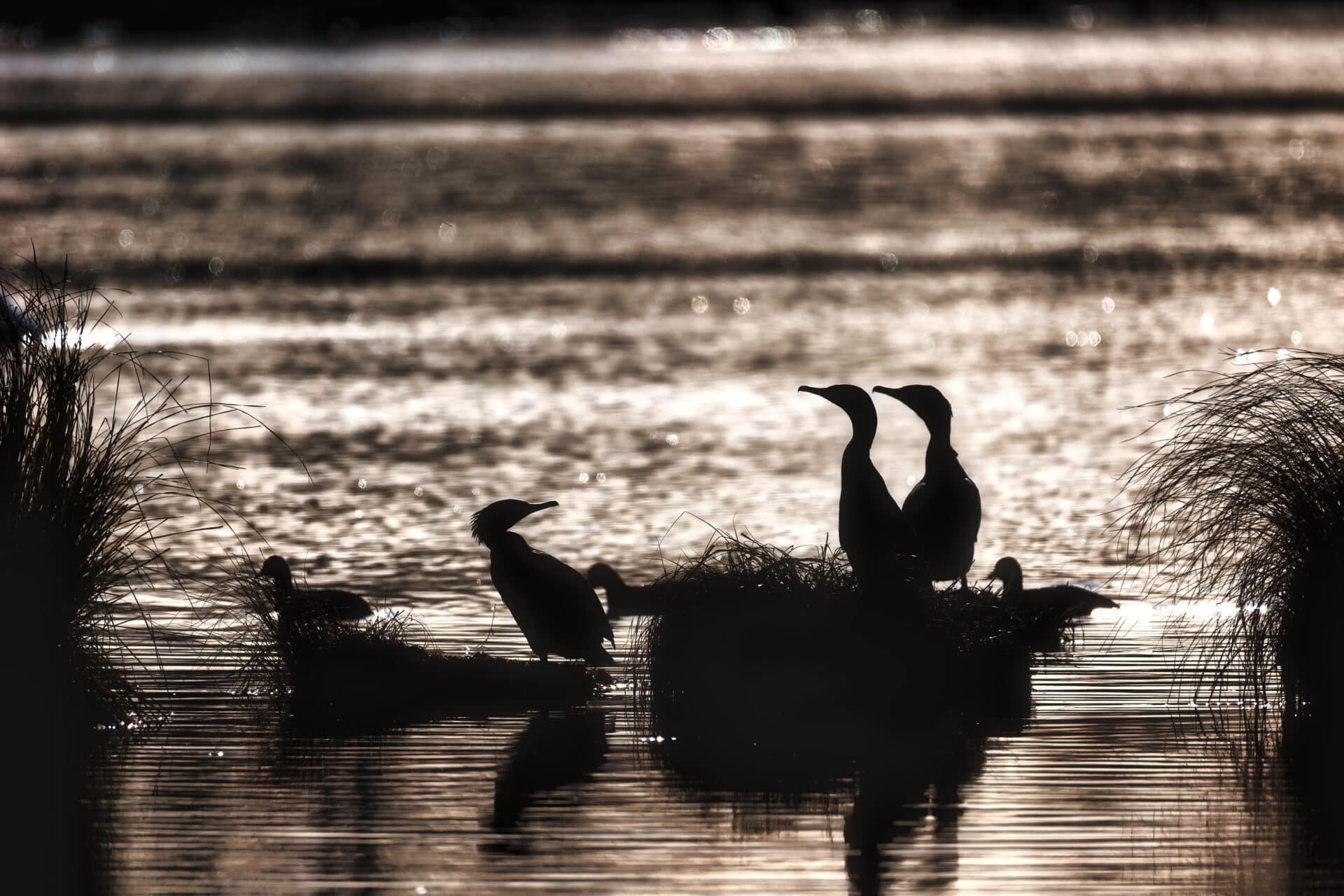 Flamants de Camargue
