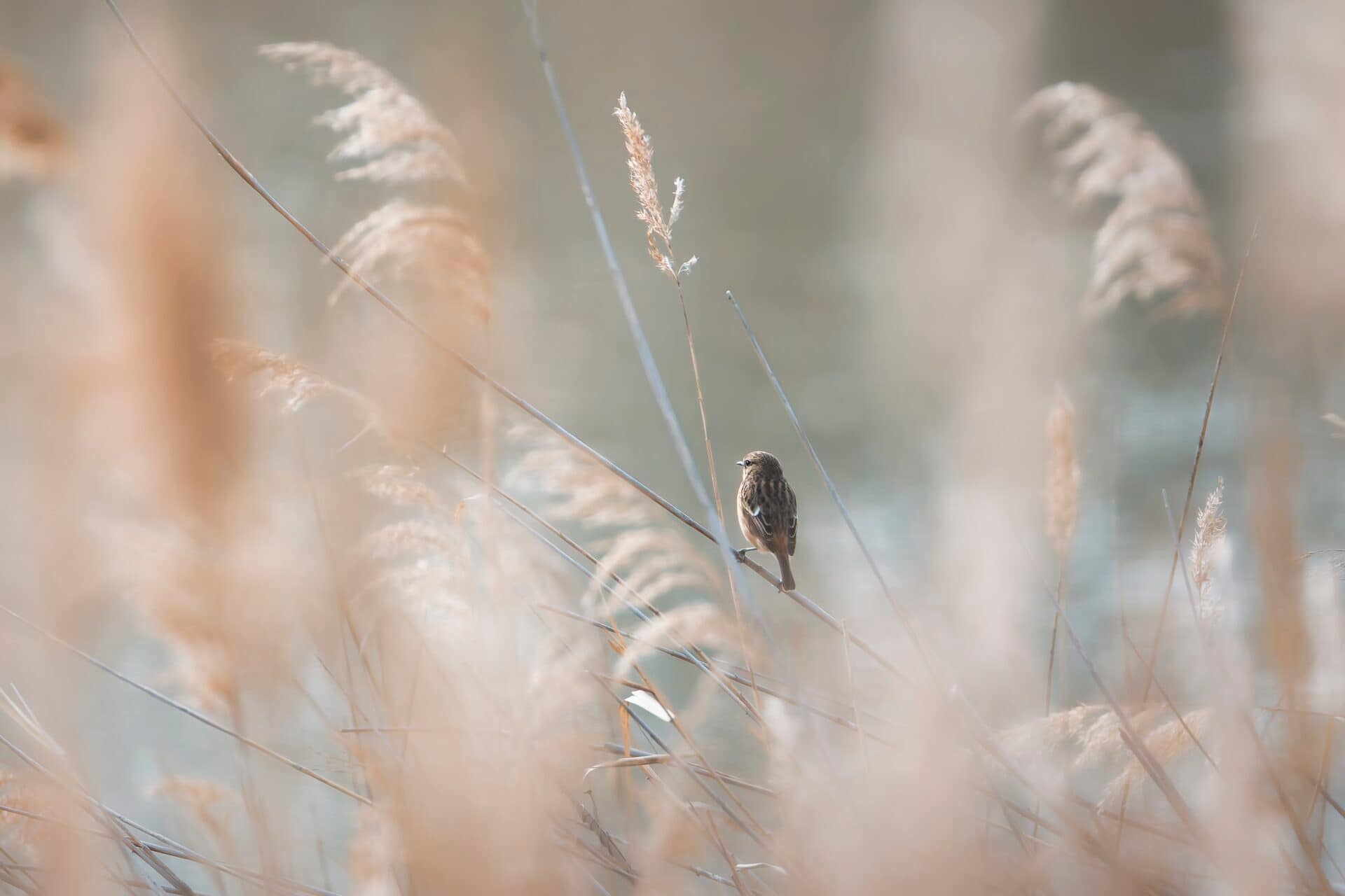 Flamants de Camargue