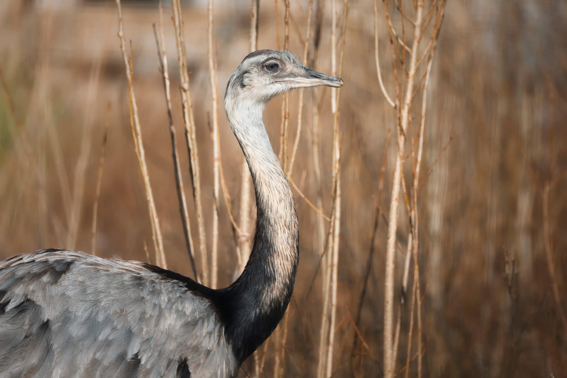 Saintes Maries De La Mer