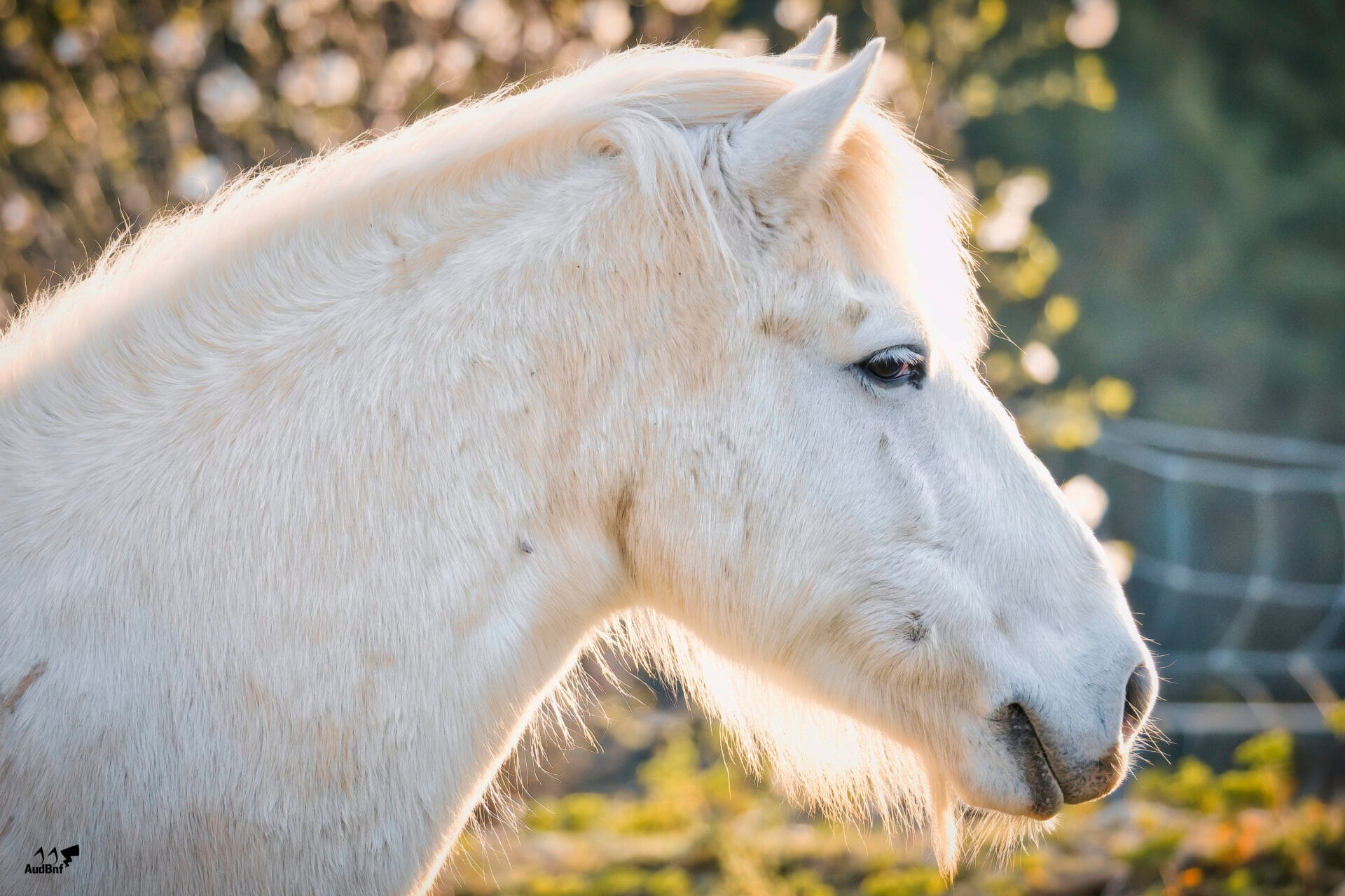 Saintes Maries De La Mer