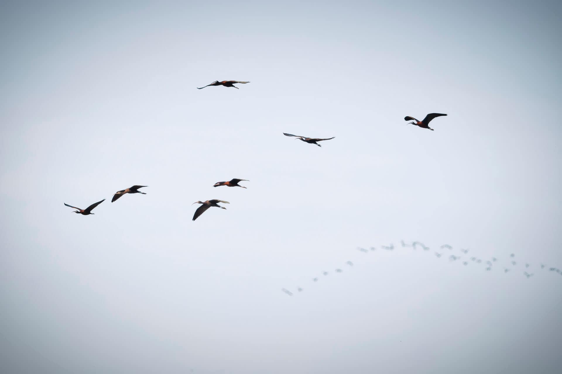 Flamants de Camargue