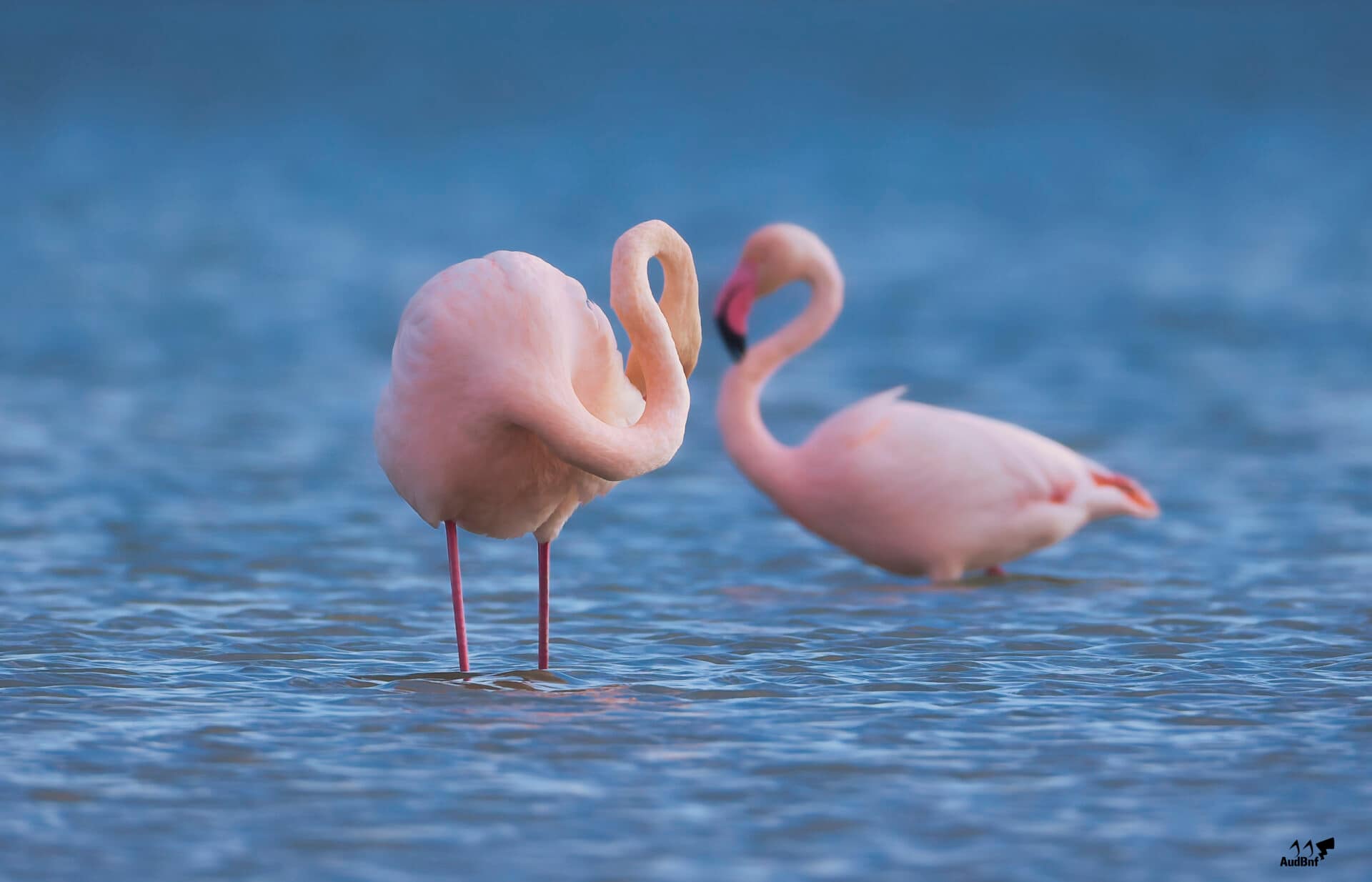 Flamants de Camargue