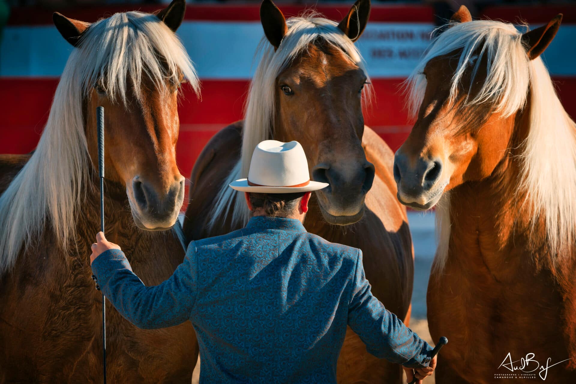Flamants de Camargue
