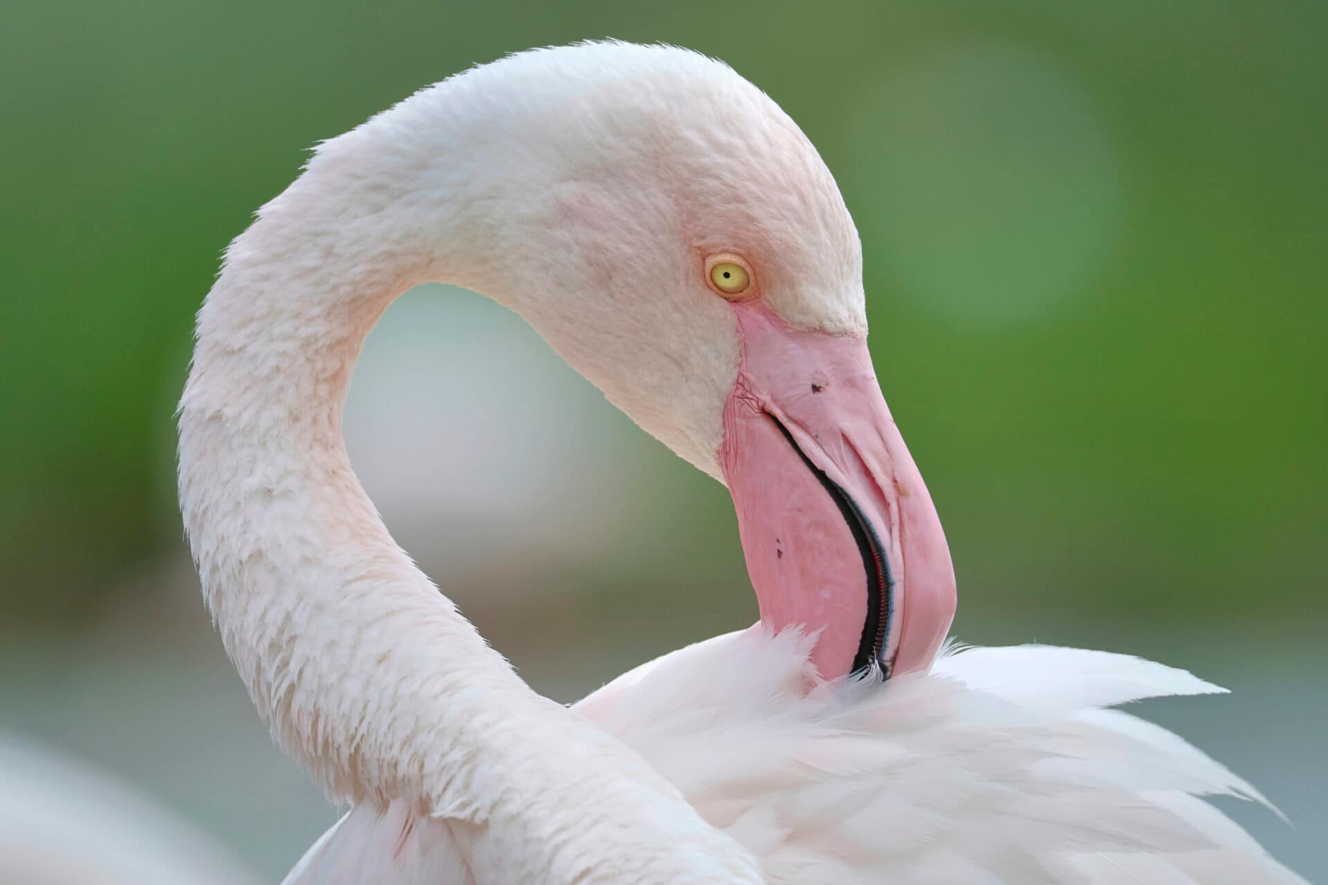Flamants